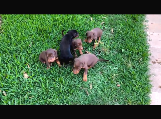 A Kalite Kink Doberman görsel