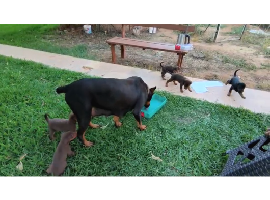 A Kalite Kink Doberman görsel