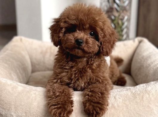 Çok Özel Red Brown Toy Poodle Yavrularimiz görsel