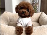 ÇOK ÖZEL RED BROWN TOY POODLE YAVRULARIMIZ