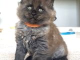 Show Class Maine Coon Black Smoke Yavrular