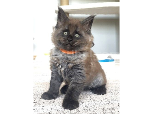Show class Maine Coon Black Smoke Yavrular