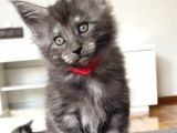 Show Class Maine Coon Black Smoke Yavrular