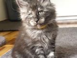 Show Class Maine Coon Black Smoke Yavrular