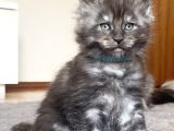 Show Class Maine Coon Black Smoke Yavrular
