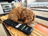 2 Aylık Toypoodle Yavrularım