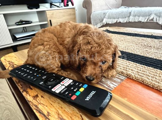 2 Aylık Toypoodle Yavrularım görsel