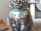 Show Class Maine Coon Black Smoke Yavrular