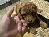 2 Aylık Toypoodle Yavrularım
