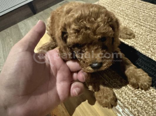 2 Aylık Toypoodle Yavrularım görsel