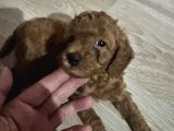 2 Aylık Toypoodle Yavrularım