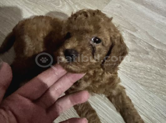 2 Aylık Toypoodle yavrularım