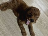 2 Aylık Toypoodle Yavrularım