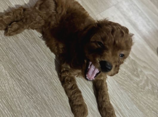 2 Aylık Toypoodle Yavrularım görsel