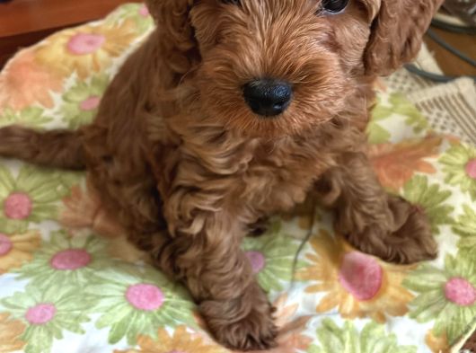 Enerjik Ve Zeki 3 Aylık Maltipoo Yavrusu görsel