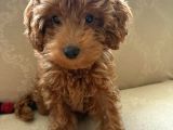 Enerjik Ve Zeki 3 Aylık Maltipoo Yavrusu