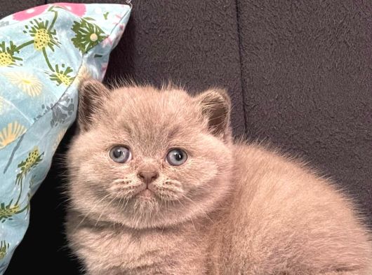 Mükemmel güzellikte british shorthair yavrularımız