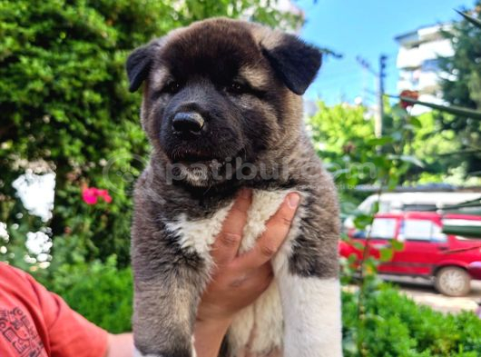Amerikan Akita görsel