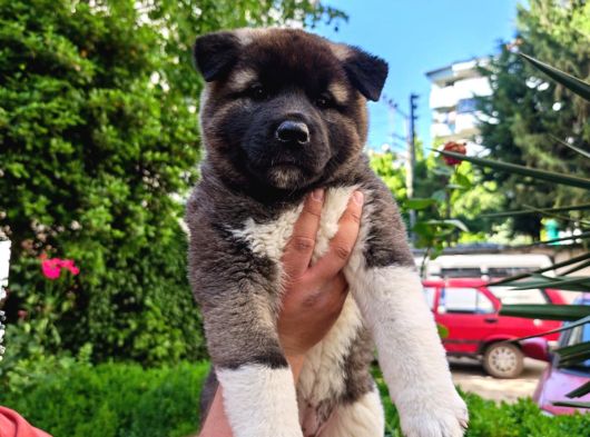 Amerikan Akita