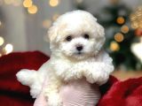 Kartopu Gi̇bi̇ Yavrulari̇mi̇z Malti̇poo İstanbulda