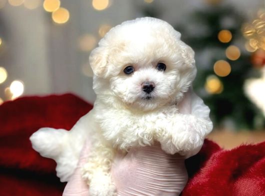 Kartopu Gi̇bi̇ Yavrulari̇mi̇z Malti̇poo İstanbulda görsel