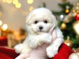 Kartopu Gi̇bi̇ Yavrulari̇mi̇z Malti̇poo İstanbulda