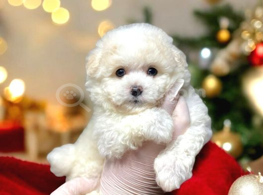 KARTOPU GİBİ YAVRULARİMİZ MALTİPOO İSTANBULDA