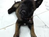 A Scr Li̇ Belçi̇ka Kurdu Orji̇nal