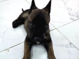 A Scr Li̇ Belçi̇ka Kurdu Orji̇nal