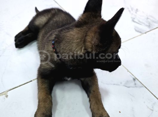 A Scr Li̇ Belçi̇ka Kurdu Orji̇nal görsel