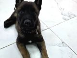 A Scr Li̇ Belçi̇ka Kurdu Orji̇nal