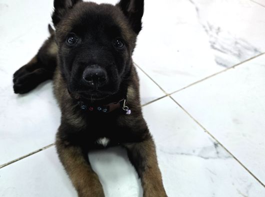 A Scr Li̇ Belçi̇ka Kurdu Orji̇nal görsel