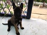 A SCR Lİ BELÇİKA KURDU ORJİNAL