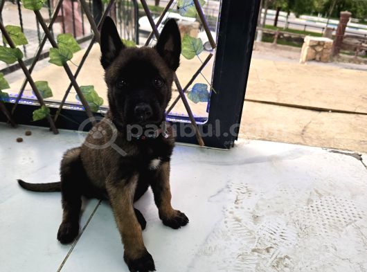 A SCR Lİ BELÇİKA KURDU ORJİNAL