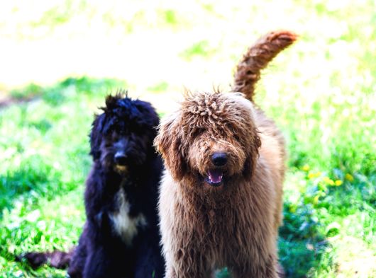 Dev Labradoodle Yavrular