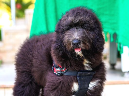 Nadi̇de Dev Bernedoodle Yavrular görsel