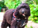 Nadi̇de Dev Bernedoodle Yavrular