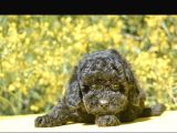 Siyah Inci Toy Ve Kore Poodle Bebekler