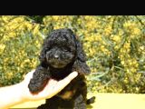 Siyah Inci Toy Ve Kore Poodle Bebekler