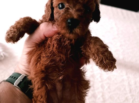 Toy Poodle Yavrularımız görsel