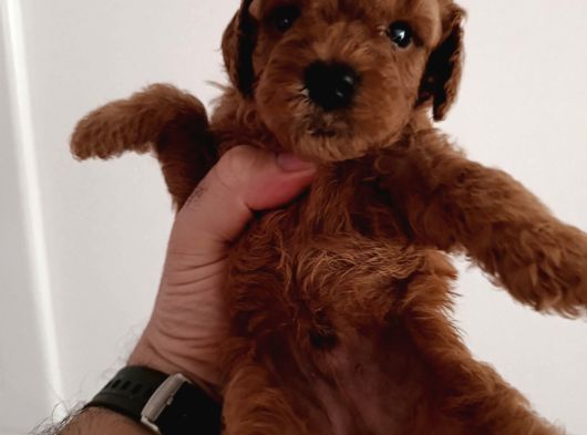 Toy Poodle Yavrularımız