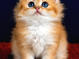 British Longhair Orange Golden Yavrular