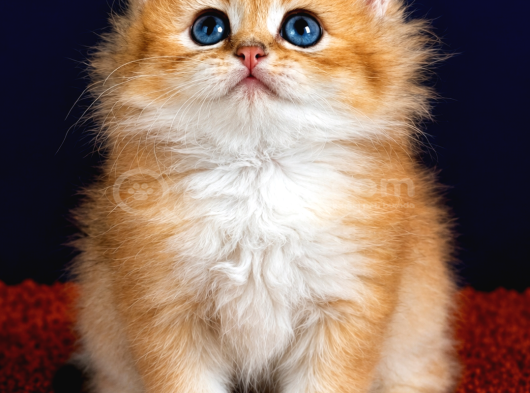 British Longhair Orange Golden Yavrular görsel