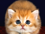 British Longhair Orange Golden Yavrular