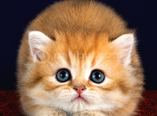 British Longhair Orange Golden Yavrular görsel