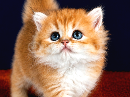 British Longhair Orange Golden Yavrular