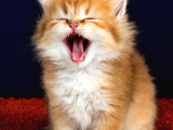 British Longhair Orange Golden Yavrular