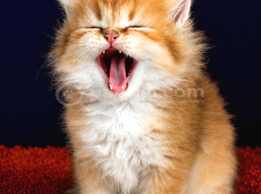 British Longhair Orange Golden Yavrular görsel