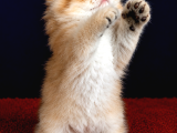 British Longhair Orange Golden Yavrular