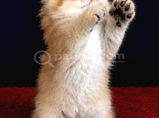 British Longhair Orange Golden Yavrular görsel